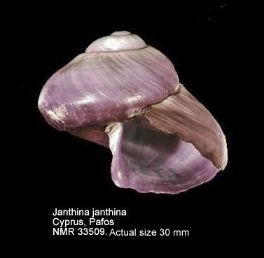 Janthina janthina.JPG - Janthina janthina(Linnaeus,1758)